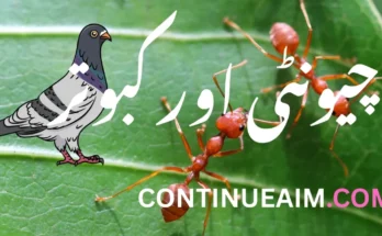 چونٹی اور کبوتر