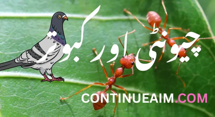 چونٹی اور کبوتر